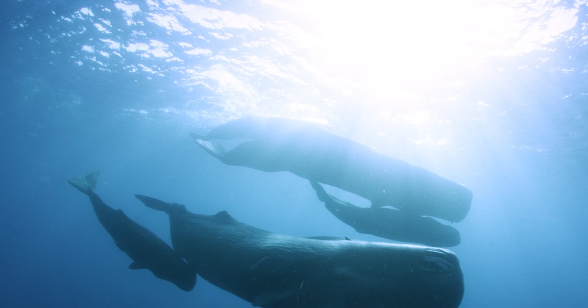 Expedition Odyssey: SeaWorld's Arctic adventure