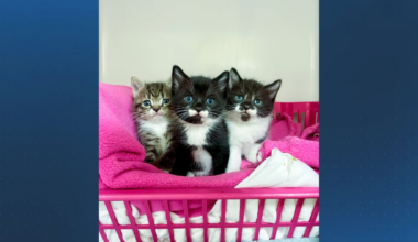Jacksonville’s Animal Care and Protective Services asking for supply donations to care for cats