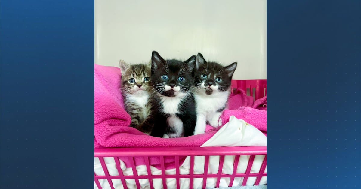 Jacksonville’s Animal Care and Protective Services asking for supply donations to care for cats