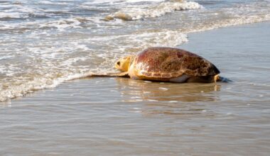 Jacksonville University launches Turtle Research and Conservation Initiative