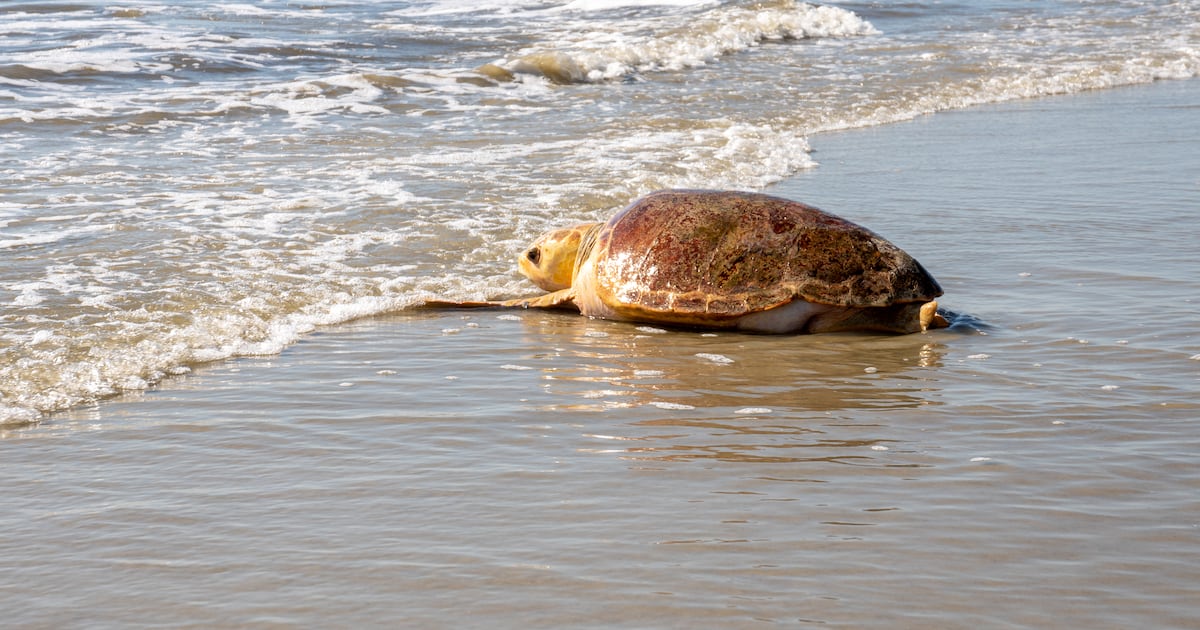 Jacksonville University launches Turtle Research and Conservation Initiative