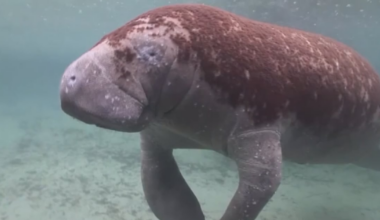 Protecting people and manatees on Northeast Florida waters ahead of Memorial Day weekend