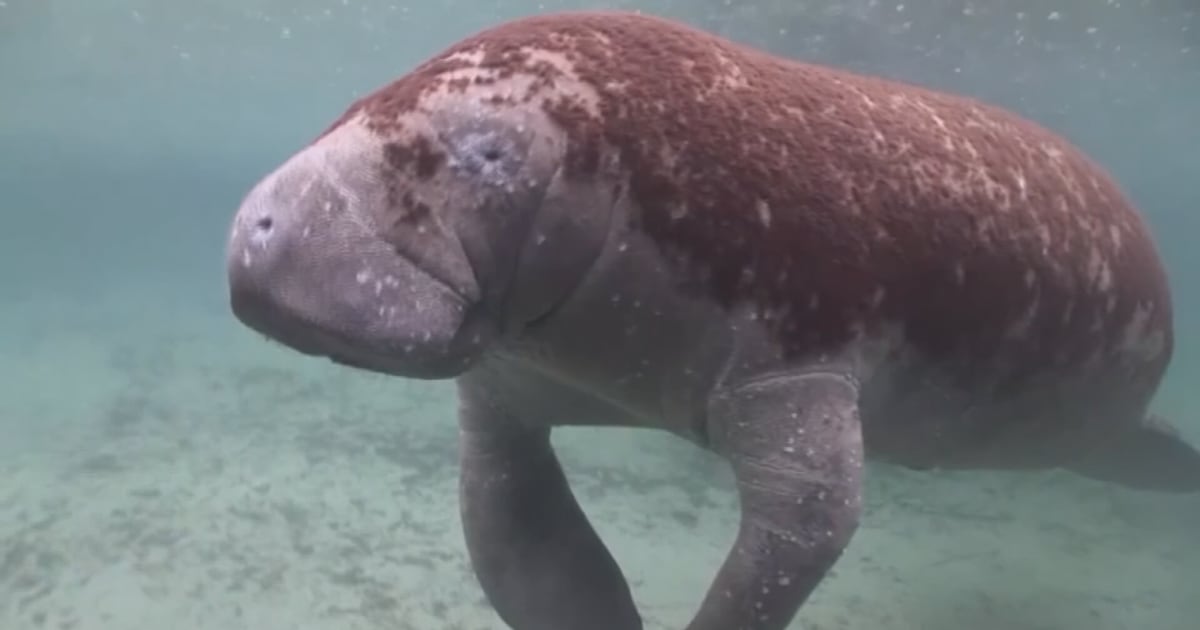 Protecting people and manatees on Northeast Florida waters ahead of Memorial Day weekend