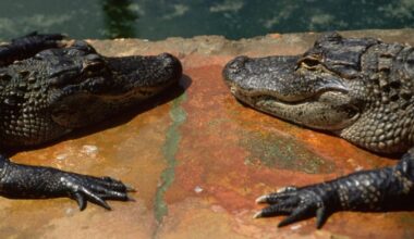 ‘It was scary’: 2 alligators brawl in screened-in porch of Florida woman’s home – WSB-TV Channel 2