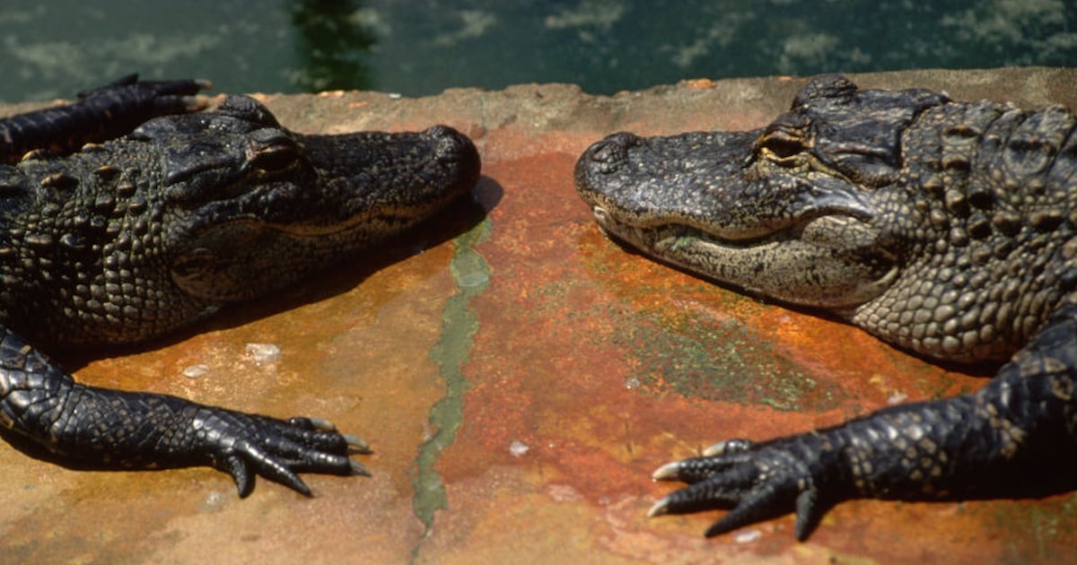 ‘It was scary’: 2 alligators brawl in screened-in porch of Florida woman’s home – WSB-TV Channel 2