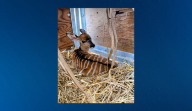 ZooTampa's New Additions: Nyala Calf and More