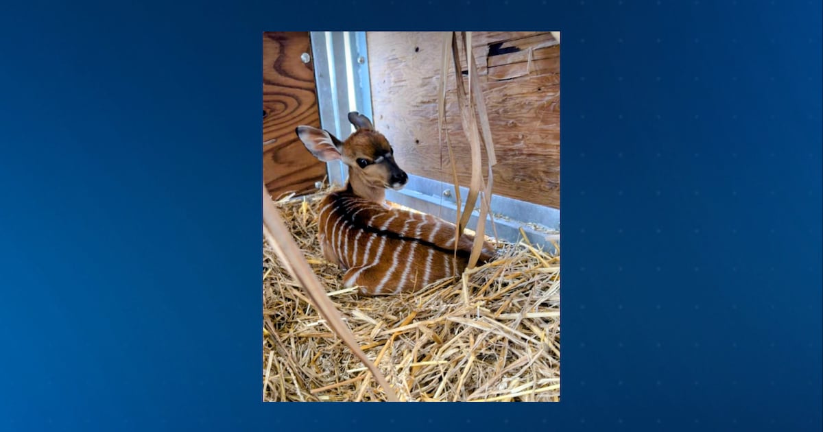 ZooTampa's New Additions: Nyala Calf and More