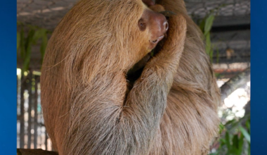 Second Sloth Dies at Central Florida Zoo After Rescue