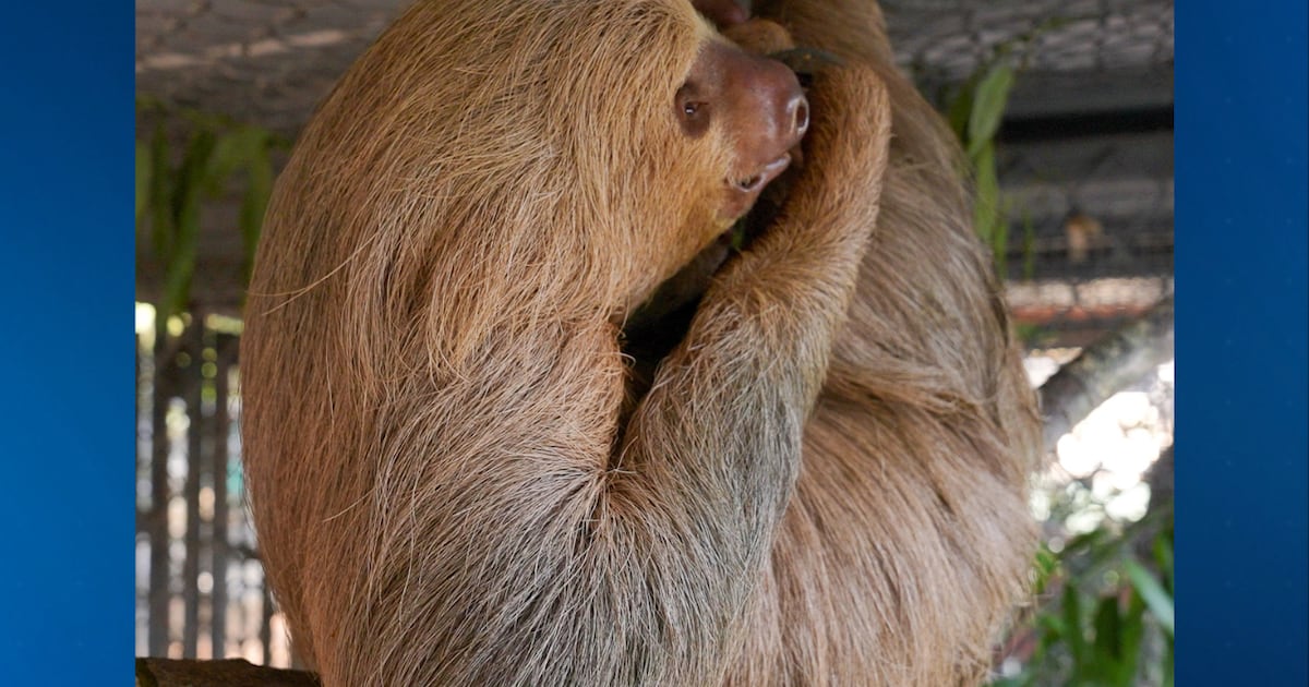 Second Sloth Dies at Central Florida Zoo After Rescue