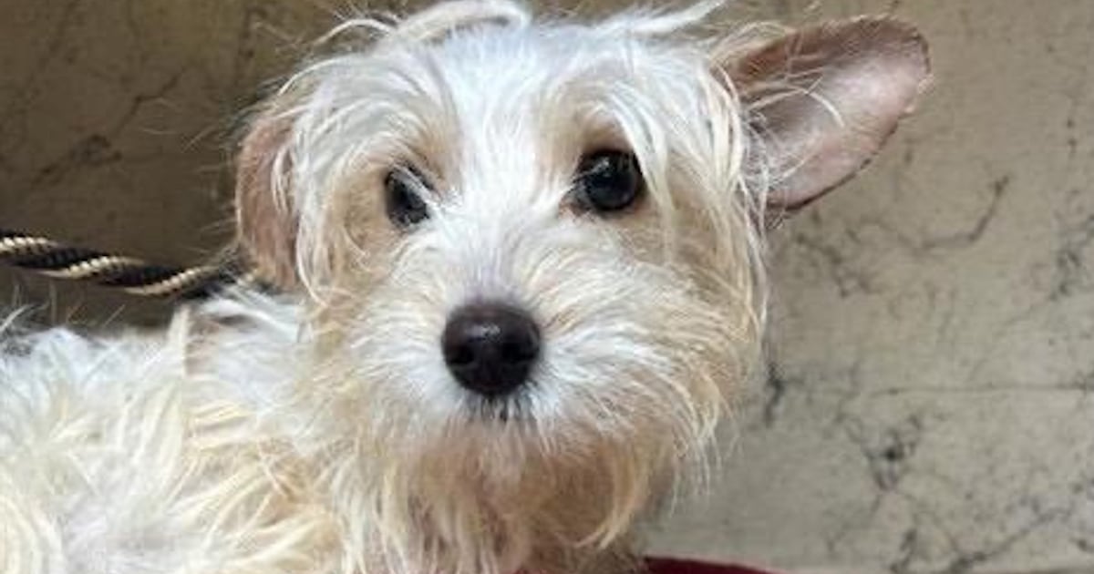 Puppy thrown in air twice by Florida woman dies during surgery – WSB-TV Channel 2