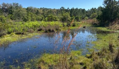 North Florida Land Trust preserves 518 acres in Putnam County wildlife corridor