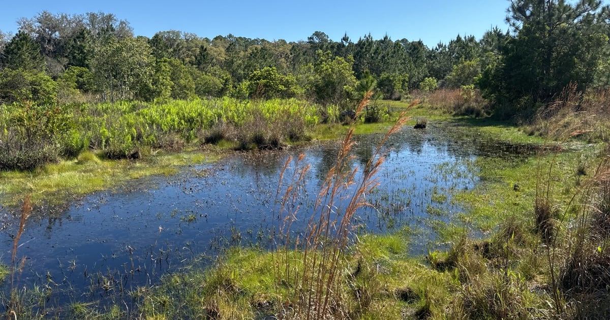 North Florida Land Trust preserves 518 acres in Putnam County wildlife corridor