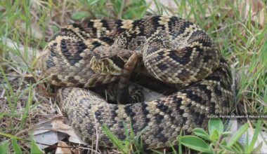 Lake County warns residents of rising snake activity