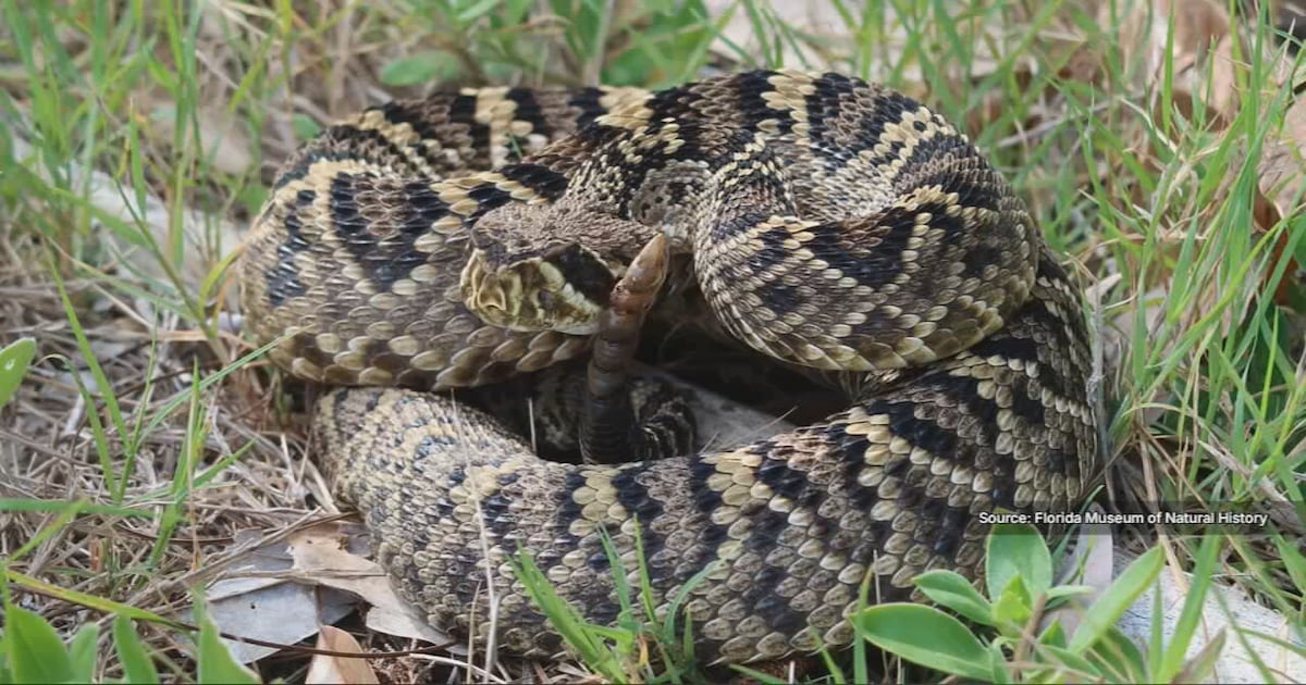 Lake County warns residents of rising snake activity