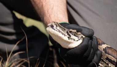 Invasive Burmese Pythons: Florida's Annual Challenge
