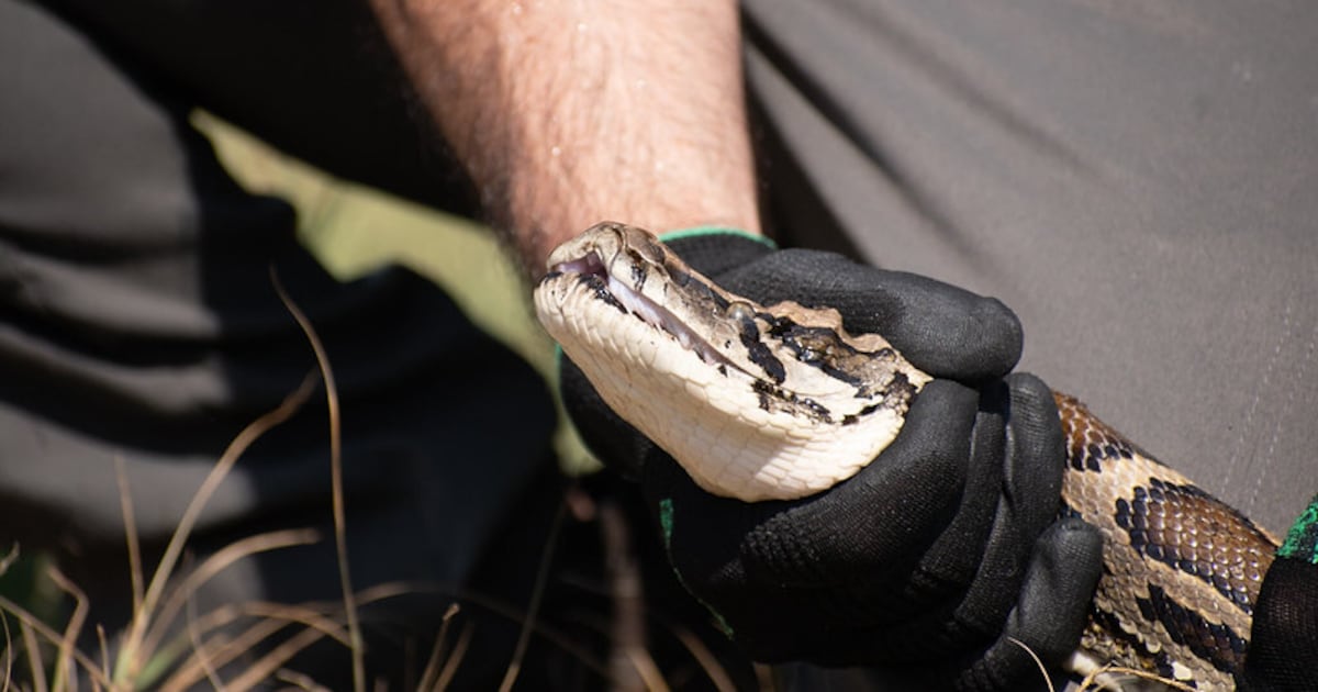 Invasive Burmese Pythons: Florida's Annual Challenge