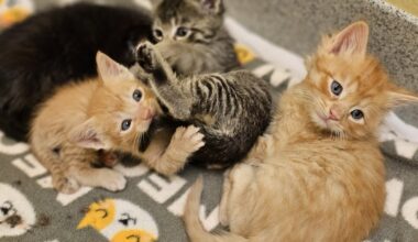 Free kitten adoptions, fostering available at downtown Jacksonville event – Action News Jax