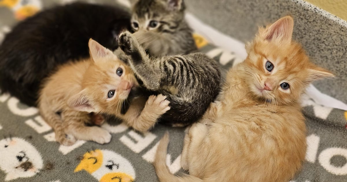 Free kitten adoptions, fostering available at downtown Jacksonville event – Action News Jax