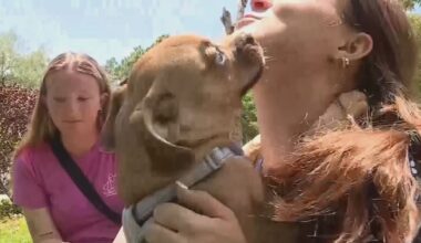 Florida man arrested after abused puppy found with cocaine exposure, deputies say