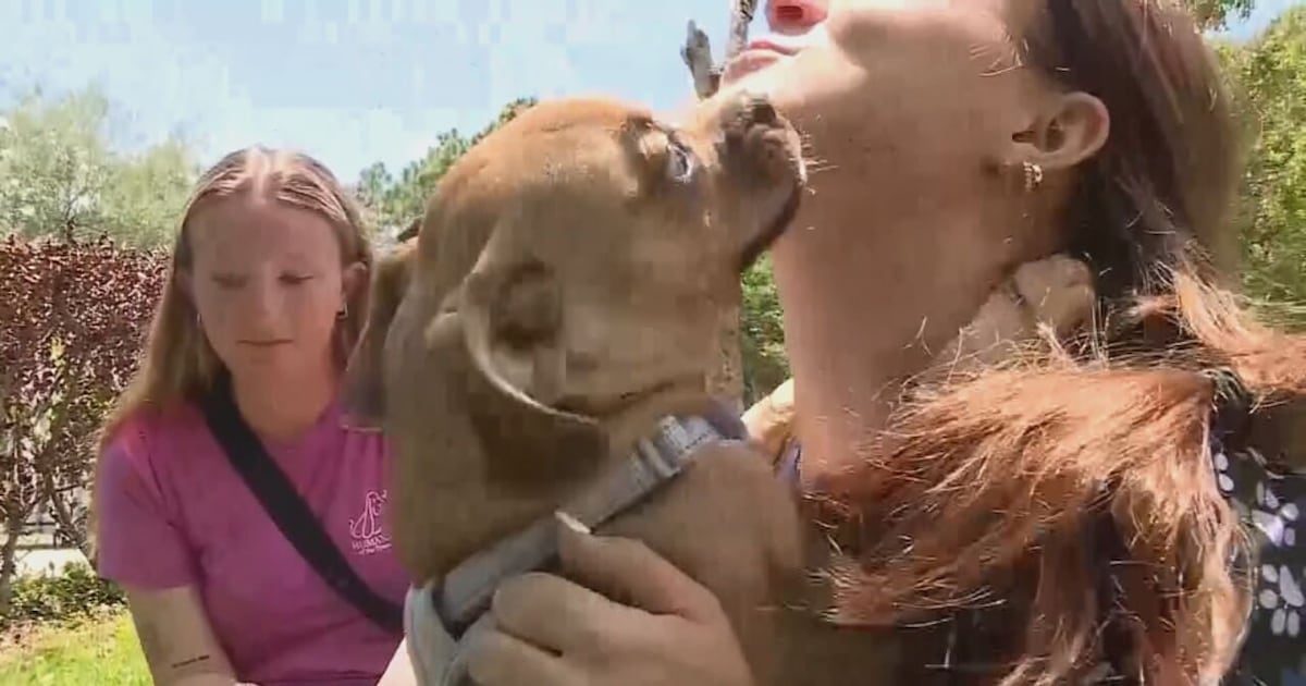 Florida man arrested after abused puppy found with cocaine exposure, deputies say