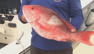 Judge halts Florida's expanded red snapper fishing