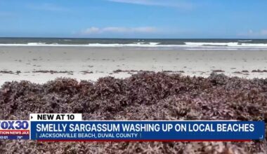 ‘The smell of old, dead fish’: Jacksonville Beach neighbors say Sargassum smell is overwhelming
