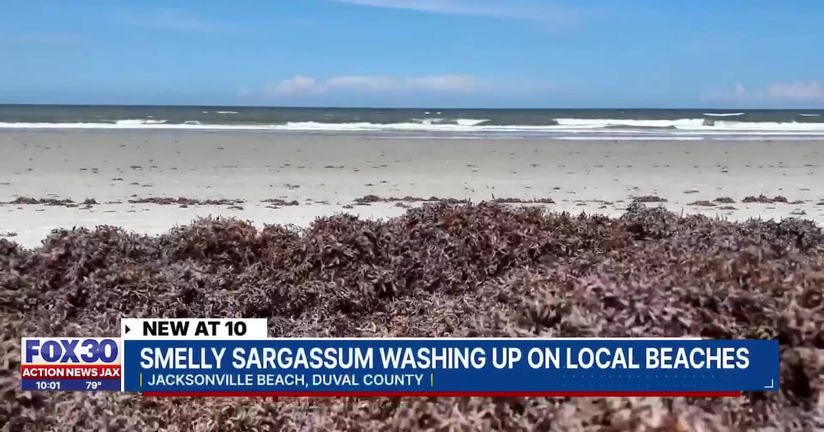 ‘The smell of old, dead fish’: Jacksonville Beach neighbors say Sargassum smell is overwhelming