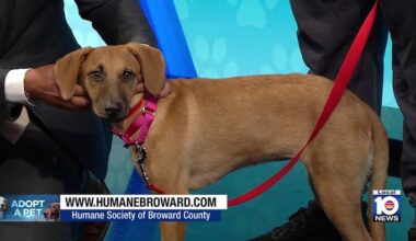 Shy puppy Kendra looking for loving home