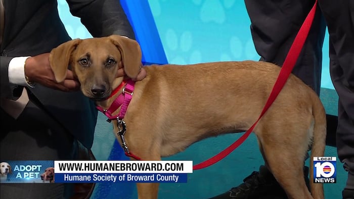 Shy puppy Kendra looking for loving home