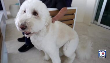 Air show noise can cause extra stress for four-legged friends