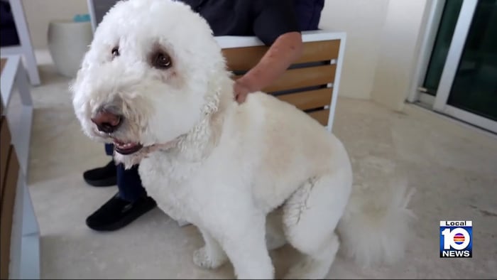 Air show noise can cause extra stress for four-legged friends