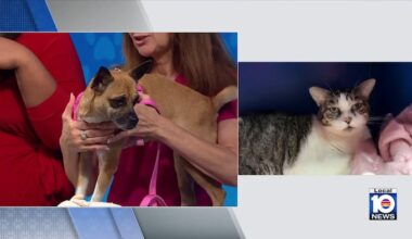 Humane Society of Broward seeks loving, permanent home for Coqui, other furry friends