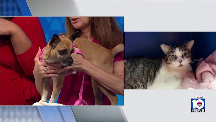 Humane Society of Broward seeks loving, permanent home for Coqui, other furry friends