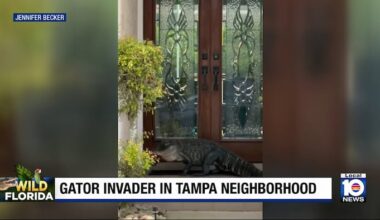 Wayward gator strolls into Tampa neighborhood