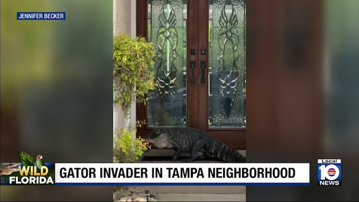 Wayward gator strolls into Tampa neighborhood