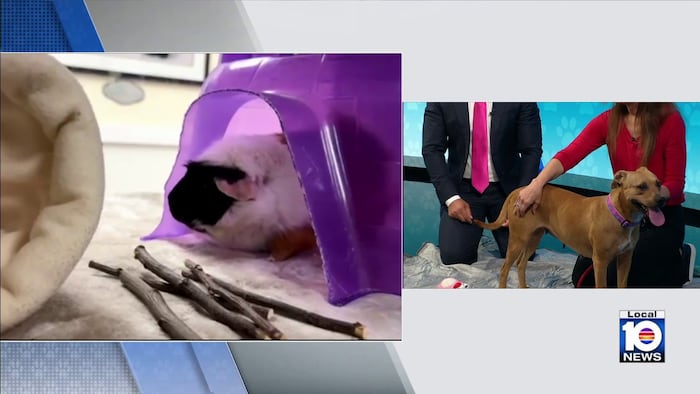 Humane Society of Broward seeks ‘furever’ home for Daisy, guinea pigs