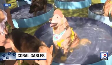 Guinness World Records counts dogs at Coral Gables pool party