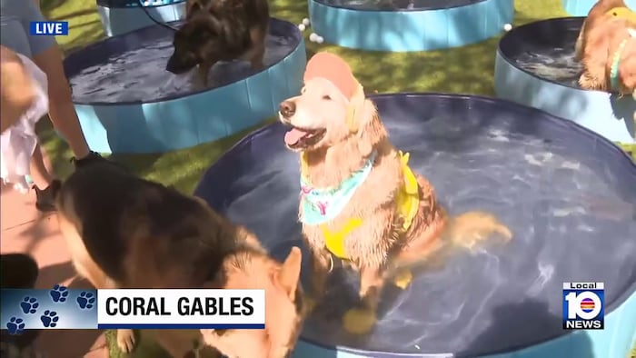 Guinness World Records counts dogs at Coral Gables pool party