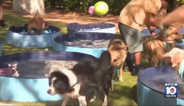 Coral Gables dog park sets world record for hosting largest dog pool party