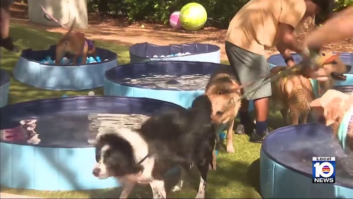 Coral Gables dog park sets world record for hosting largest dog pool party