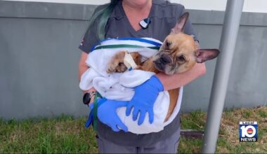 French bulldog found outside Walgreens being cared back to health