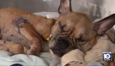 Badly malnourished dog found in Fort Lauderdale showing signs of recovery