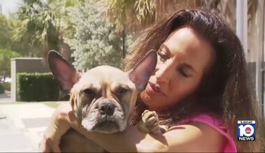 Malnourished dog abandoned in Fort Lauderdale making ‘miracle’ recovery