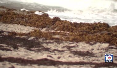 Beach bummer: Stinky sargassum comes to South Florida shores ― just in time for holiday weekend