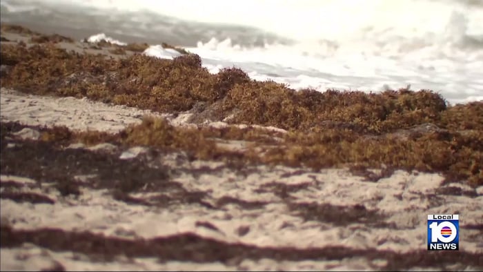 Beach bummer: Stinky sargassum comes to South Florida shores ― just in time for holiday weekend