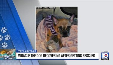 Officials provide positive update on ‘Miracle’ dog found in Fort Lauderdale