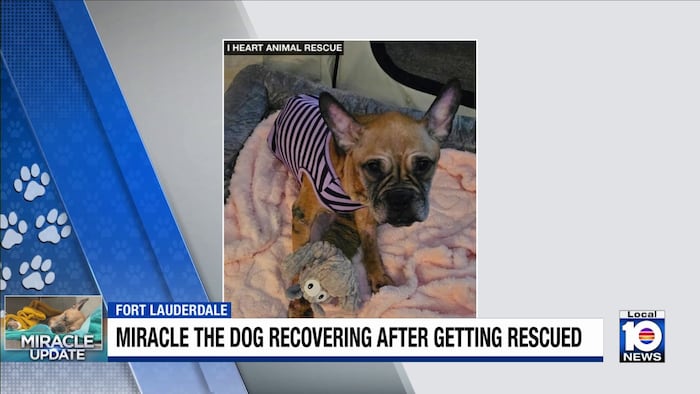 Officials provide positive update on ‘Miracle’ dog found in Fort Lauderdale