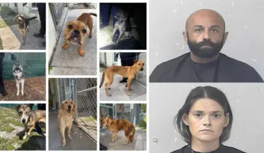 Tip Leads Police to 8 Dogs, 2 Arrests in Port St. Lucie