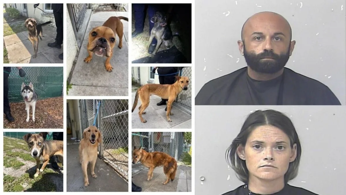 Tip Leads Police to 8 Dogs, 2 Arrests in Port St. Lucie