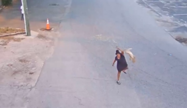Hillsborough County Woman Arrested on Multiple Animal Cruelty Charges After Dog Assault Caught on Camera